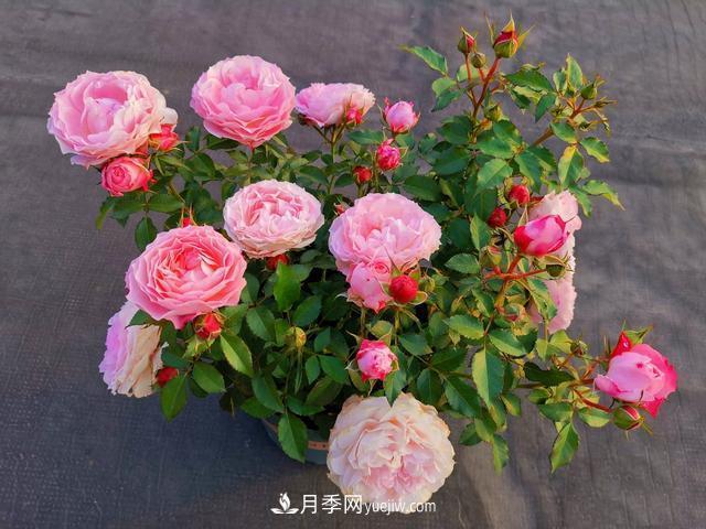 養(yǎng)月季爆盆的4個要素，掌握技巧月季變成開花機(圖1)