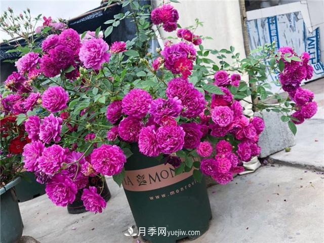 這幾個(gè)微型月季簡(jiǎn)直就是移動(dòng)的香水，不入手虧大了(圖1)