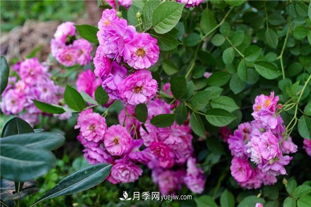 這幾個(gè)微型月季簡(jiǎn)直就是移動(dòng)的香水，不入手虧大了(圖2)