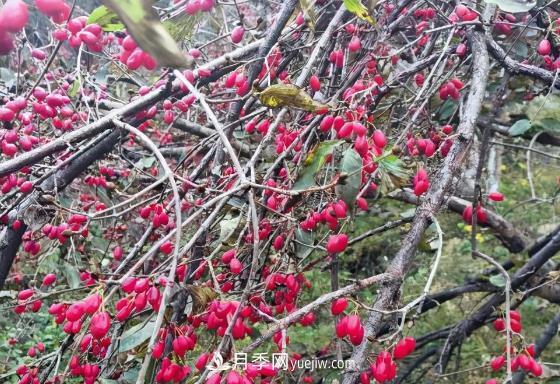 河南南陽南召：喬端鎮(zhèn)山茱萸映紅致富路(圖1)