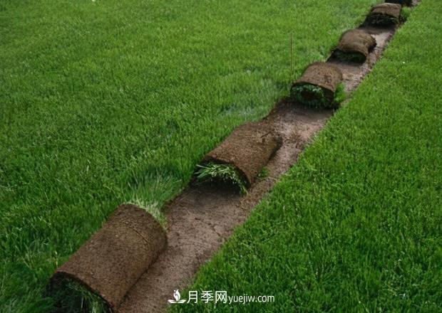 綠化草坪早熟禾和哪些草坪混播效果***好，混播的優(yōu)勢(shì)(圖1)