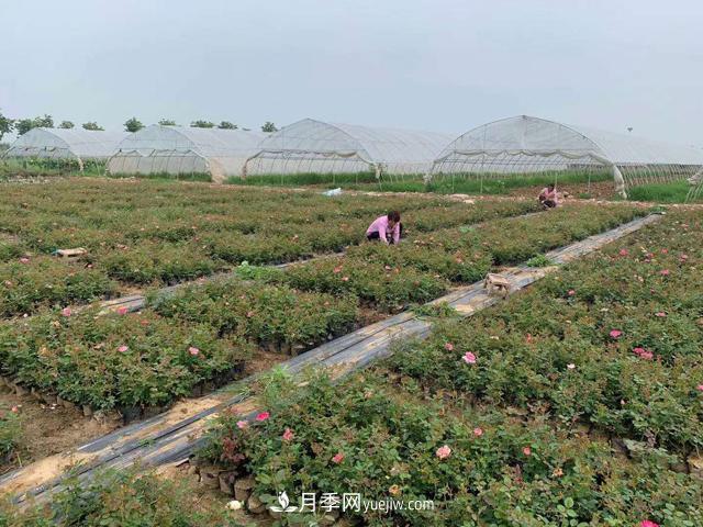 畝換算成平方米是多少？一畝三分地月季說的是什么意思？(圖1)