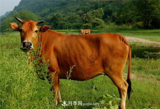 全國(guó)那么多品種的牛，為啥俺們南陽(yáng)黃牛那么出名？原因在這！(圖1)