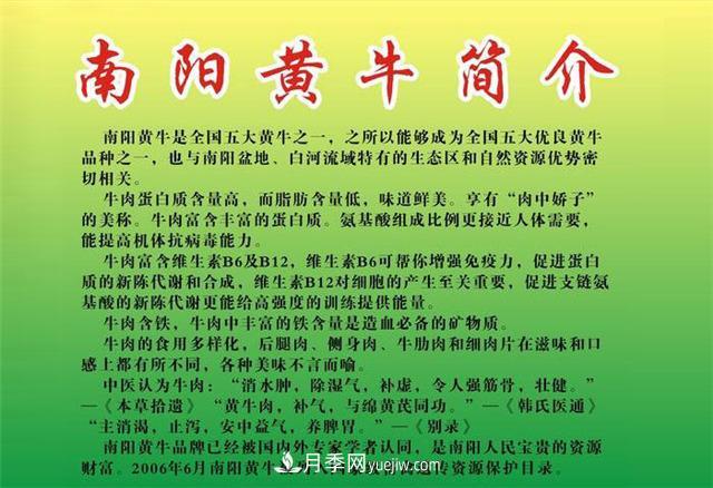 南陽(yáng)黃牛那些事(圖2)