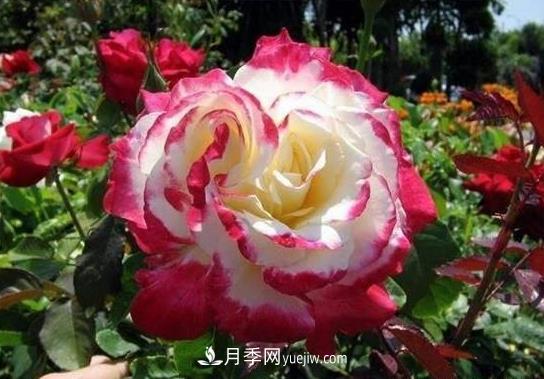 月季施肥也有大學(xué)問！施肥澆水技巧技術(shù)有含量(圖1)