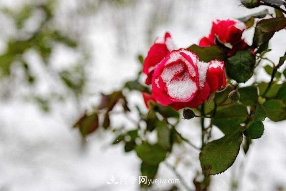 月季冬天到底怕不怕凍？冬季養(yǎng)護(hù)只要注意好三點(diǎn)(圖1)