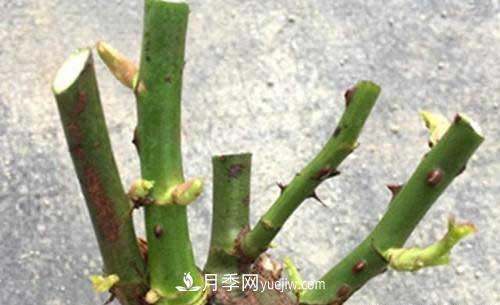 入月季坑3年，冬天來(lái)臨時(shí)我都會(huì)給月季進(jìn)行一次大修剪(圖2)