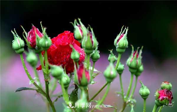 入月季坑3年，冬天來(lái)臨時(shí)我都會(huì)給月季進(jìn)行一次大修剪(圖1)