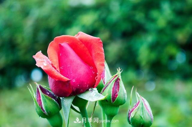 入坑月季別著急，新手先看看這6點(diǎn)干貨建議(圖1)