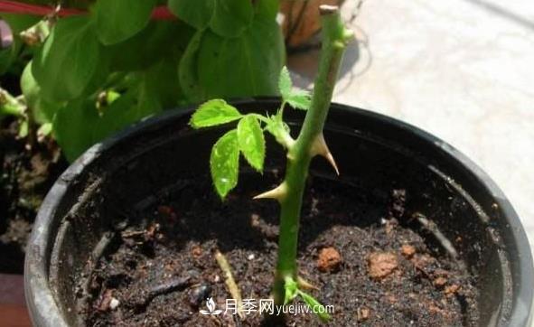 月季該如何扦插，春秋兩季這樣扦插10-20天就生根(圖1)