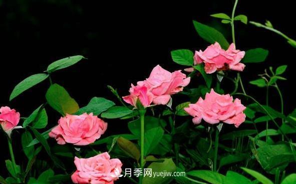 月季該如何扦插，春秋兩季這樣扦插10-20天就生根(圖2)