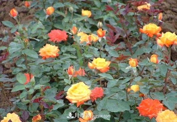 讓月季冬季開(kāi)花，就算再費(fèi)事，我也想給它安排上(圖1)