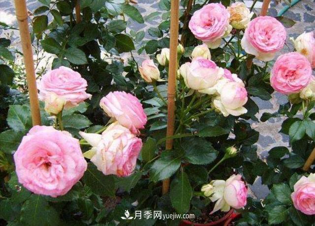 入冬以前要做好5件事，來年月季花長得旺開花多(圖1)