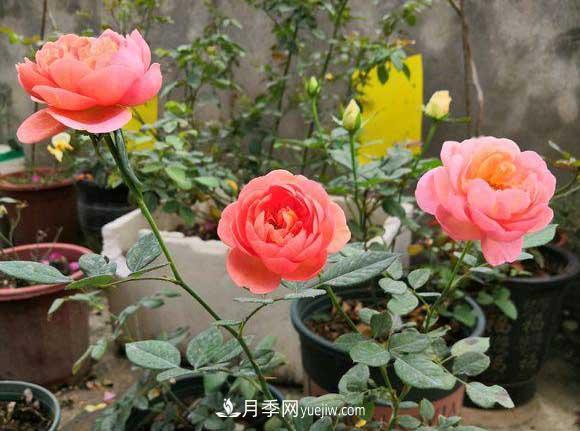輕松3招養(yǎng)月季，四季開(kāi)花不斷成“花?！?圖1)