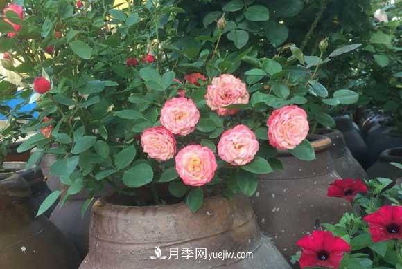 輕松3招養(yǎng)月季，四季開(kāi)花不斷成“花?！?圖2)