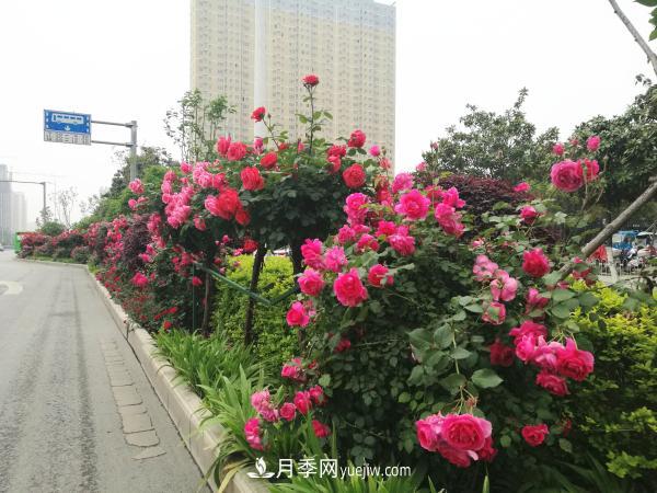 美麗月季為南陽(yáng)城市增花添彩(圖2)
