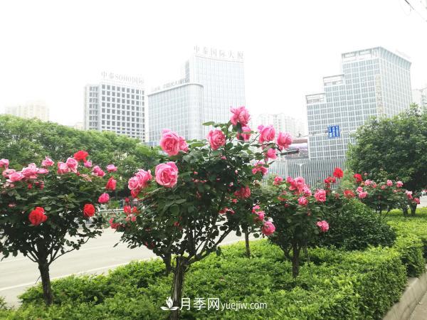 美麗月季為南陽(yáng)城市增花添彩(圖1)