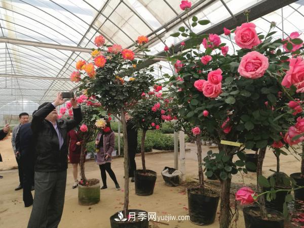 美麗月季為南陽(yáng)城市增花添彩(圖4)