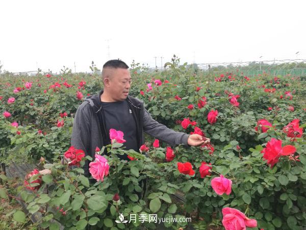 美麗月季為南陽(yáng)城市增花添彩(圖3)