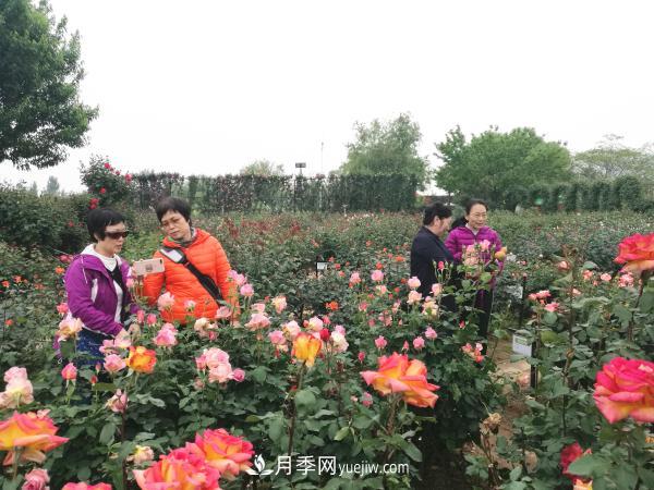 美麗月季為南陽(yáng)城市增花添彩(圖5)
