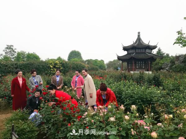 美麗月季為南陽(yáng)城市增花添彩(圖6)
