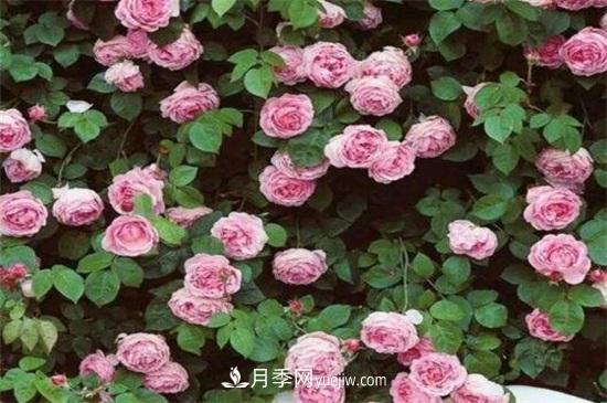 藤本月季的修剪要點(diǎn)(圖2)