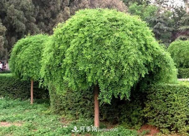 金葉垂槐和龍爪槐是一個(gè)國槐苗木品種嗎？(圖1)