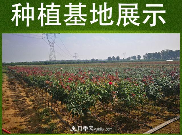 網(wǎng)紅樹狀月季，“棒棒糖月季”批發(fā)(圖5)