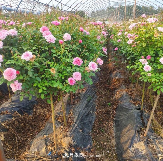 棒棒糖月季這么漂亮，南陽月季花農(nóng)是如何嫁接出來的？(圖1)