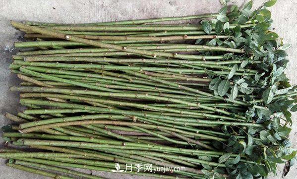 棒棒糖月季這么漂亮，南陽月季花農(nóng)是如何嫁接出來的？(圖2)