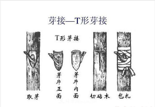 棒棒糖月季這么漂亮，南陽月季花農(nóng)是如何嫁接出來的？(圖3)