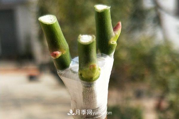 棒棒糖月季這么漂亮，南陽月季花農(nóng)是如何嫁接出來的？(圖4)