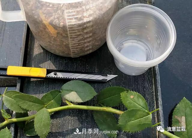 月季秋插方法很簡(jiǎn)單，做好這幾步，生根快，成活率95%以上(圖2)