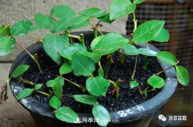 月季秋插方法很簡(jiǎn)單，做好這幾步，生根快，成活率95%以上(圖5)