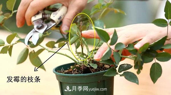 月季小苗冬天剪不剪？(圖2)