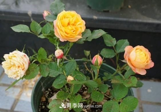月季***適合施肥的時節(jié)，具體施什么肥？(圖3)
