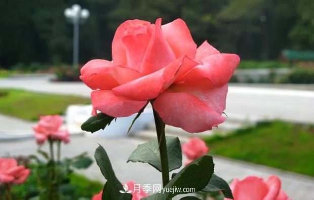 月季葉子發(fā)黃嚴(yán)重落葉怎么治理？(圖1)