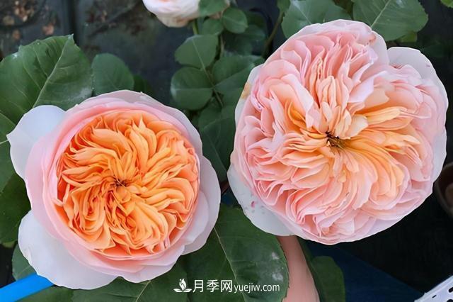 這3個月季品種是陽臺霸主，喜歡月季花的人都在種植(圖1)