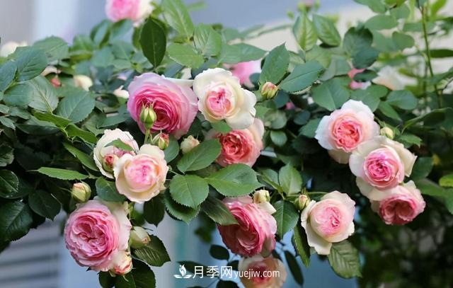 這3個月季品種是陽臺霸主，喜歡月季花的人都在種植(圖2)