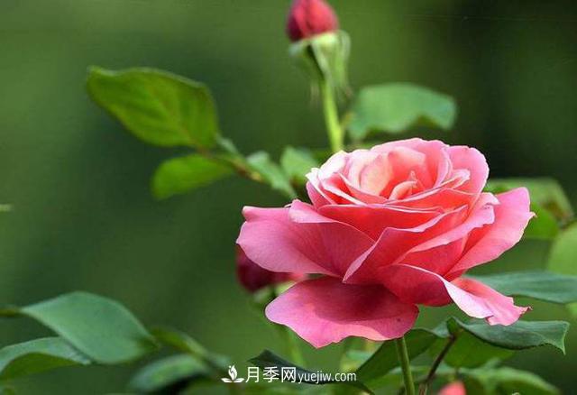 月季：自我成全，成就尊嚴(yán)，無關(guān)世俗的偏見！(圖1)