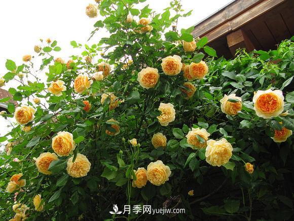 月季扦插苗和嫁接苗的區(qū)別及優(yōu)缺點(diǎn)(圖1)