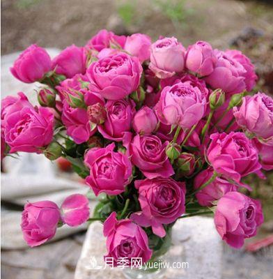 切花月季的十個養(yǎng)護技巧，全了(圖2)