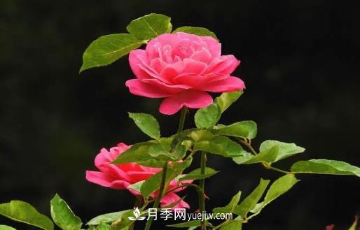 月季秋冬季灌水方面的小知識(圖1)