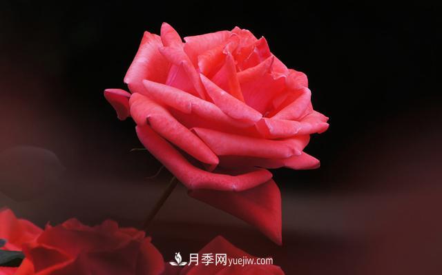 切花月季是什么呢？(圖1)