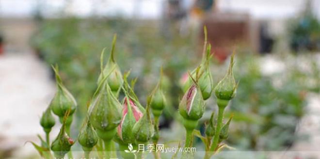 月季花有必要疏蕾嗎？(圖1)