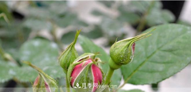 月季花有必要疏蕾嗎？(圖2)