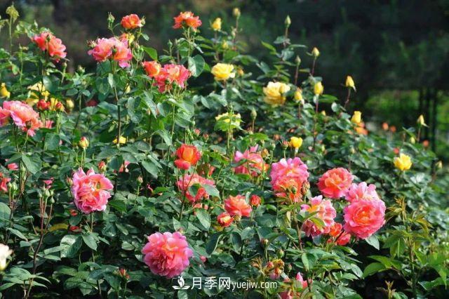 月季在秋季的盛花期如何養(yǎng)護(hù)？大神支招(圖3)
