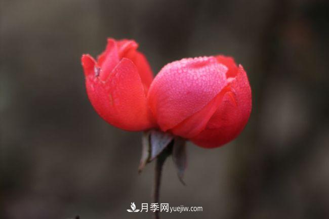 初冬拍月季，花稀別樣美(圖1)