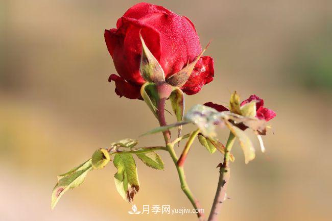 初冬拍月季，花稀別樣美(圖3)