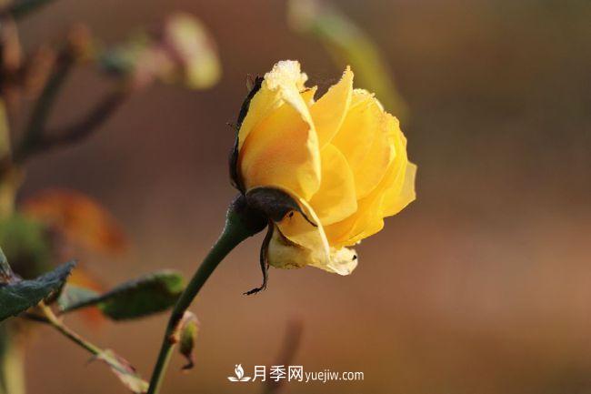 初冬拍月季，花稀別樣美(圖2)